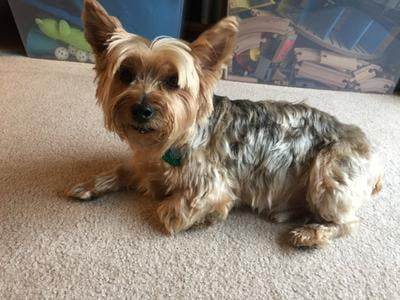 scaredy cat dog clippers