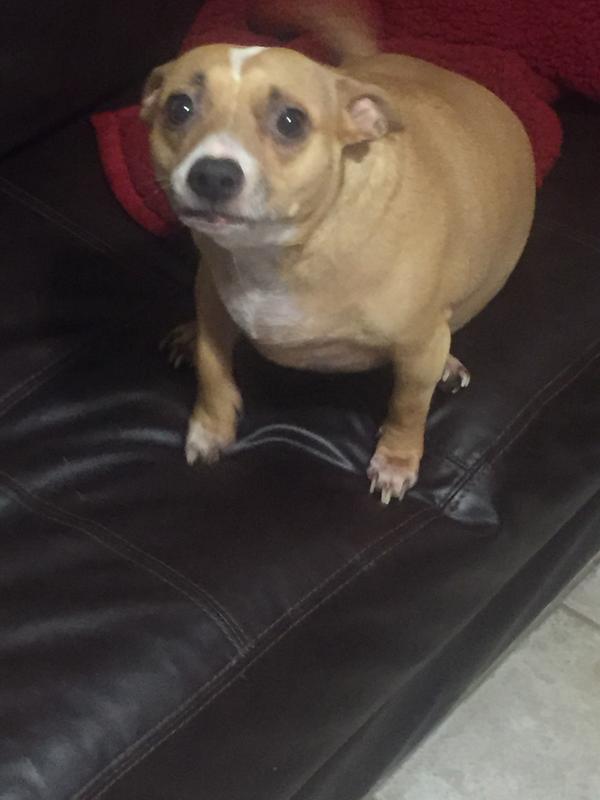 iams lamb and rice walmart