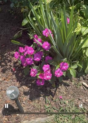 2.5 in. Impatiens Jumbo Splash Vigorous Hot Pink Live Annual with