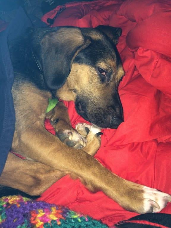 bissell bark bath walmart