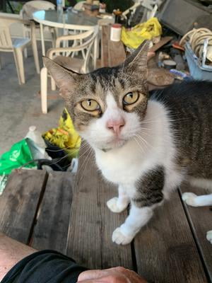 kit and kaboodle cat food walmart