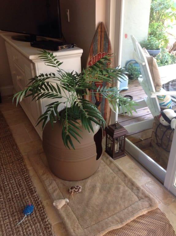 palm tree cat litter box