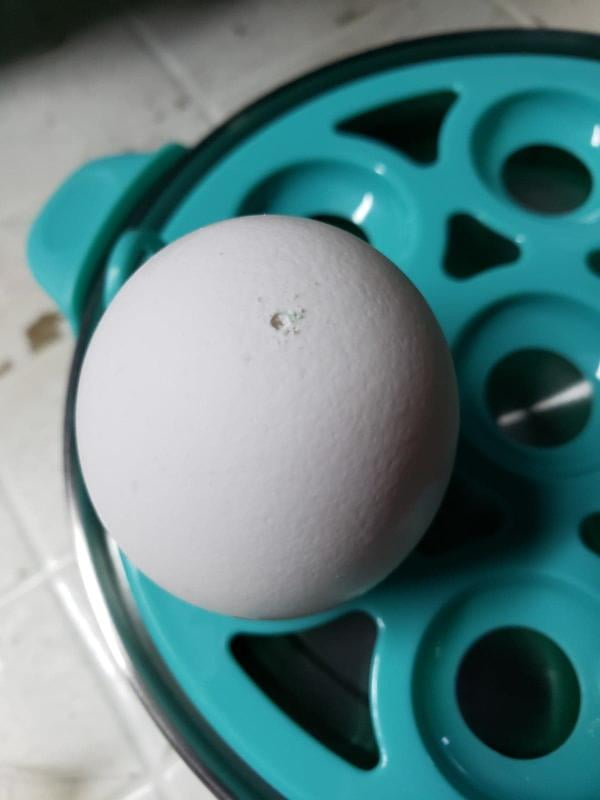 Elite Gourmet Easy Egg Cooker (slate blue) 