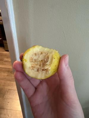 Fresh Produce Guava 1 lb Clamshell Fresh Tropical Fruit High in