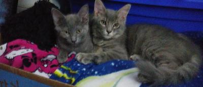 kmr kitten formula walmart