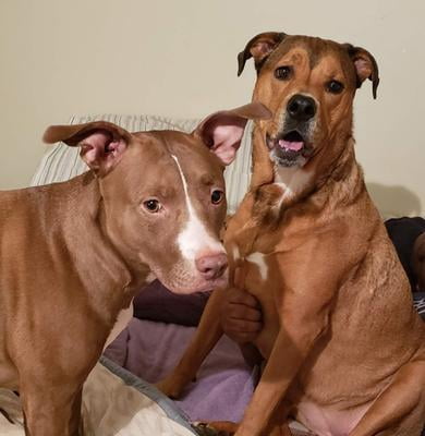 vetiq maximum strength hip and joint