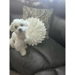 Image 6 of customer photos