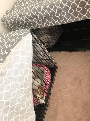 quiet time crate cover