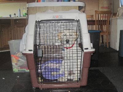 Travel Aire Plastice Pet Carrier Sizes Intermediate Large