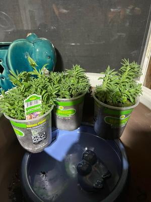 Bonnie Plants Lavender, 19.3 oz., Live Plant - Walmart.com