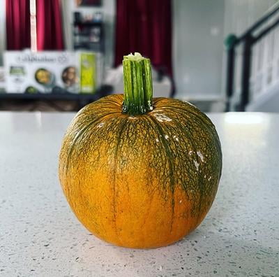 Burpee Early Sweet Sugar Pie Pumpkin Vegetable Seed, 1pk - Walmart.com