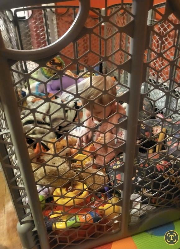 Evenflo Versatile Play Space Enclosure (Choose Your Color) - Member ratings  & reviews - Samsclub.com