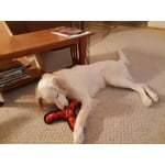 Image 7 of customer photos