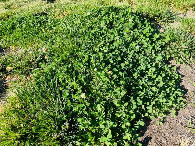 Pennington White Clover Seed, 2lb - Walmart.com