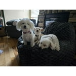 Image 4 of customer photos