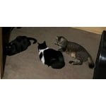 Image 4 of customer photos