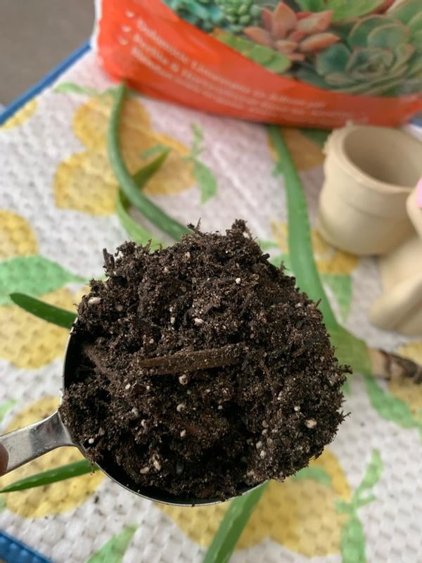 Back to the Roots, Succulents & Cacti Soil, 6qt, 2 pack - Walmart.com