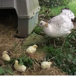 Image 2 of customer photos