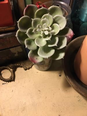 small fake plants without pots Fake Plants for Bathroom/Home Office Decor, Small Artificial Faux Gree   Homesake.in