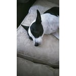 Natural Care Flea and Tick Home Spray, 32 oz. - Walmart.com