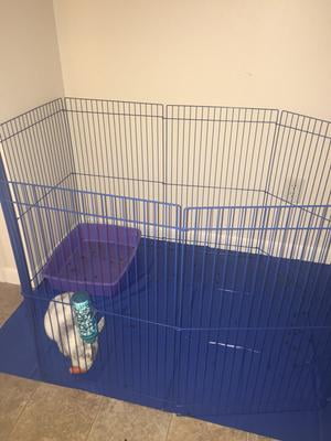 Ferret Playpen Petco 2024 callski
