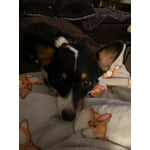 Image 6 of customer photos