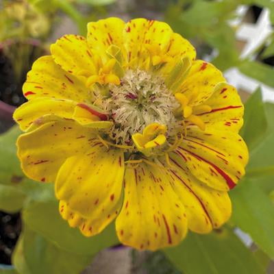 Burpee Candy Cane Mix Zinnia Annual Flower Seeds, 1-Pack, Full Sun