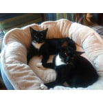 Image 6 of customer photos