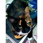 Image 1 of customer photos