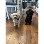 Image 5 of customer photos