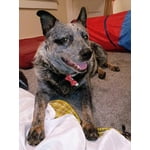 Image 5 of customer photos