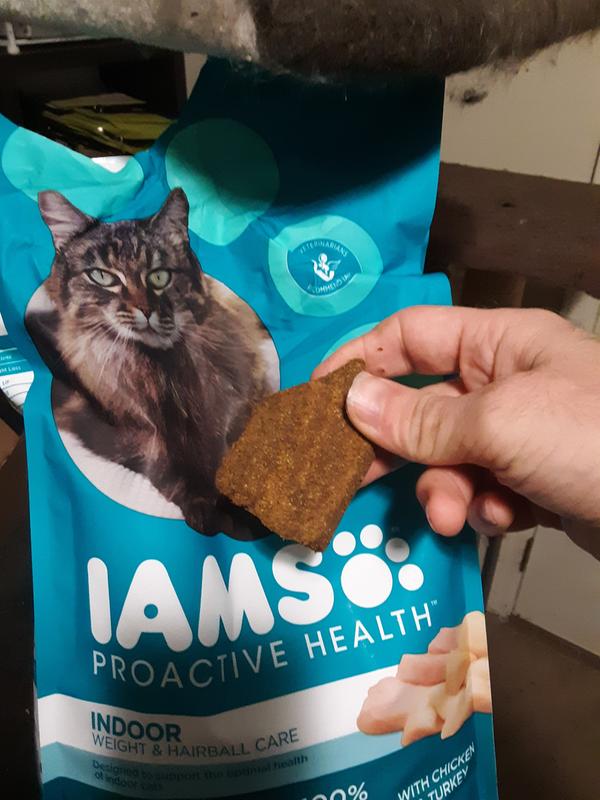 iams cat food walmart