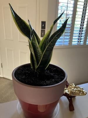 Plants with Benefits by Costa Farms 24" Sansevieria Snake Plant House Plant  in 10" Decor Pot - Walmart.com