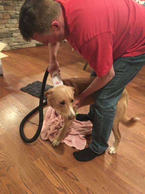 bissell bark bath walmart