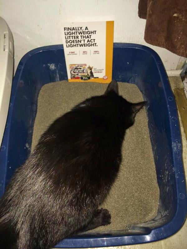 clump and seal lightweight cat litter