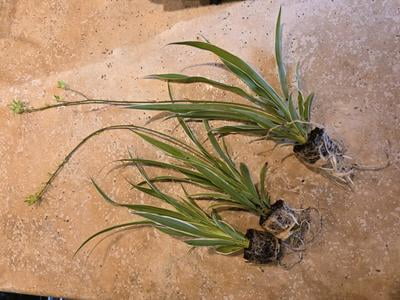 August Breeze Farm, Airplane Spider Plant, 3pk Indoor Houseplant,  Air-Purifying, Low Maintenance - Walmart.com