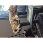 Image 4 of customer photos