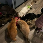 Image 1 of customer photos