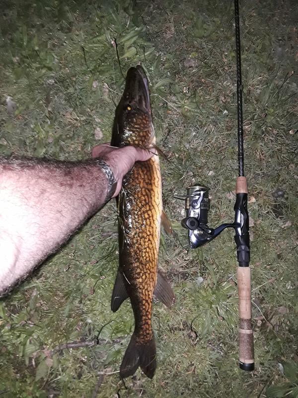 fenwick hmg spinning rod sale