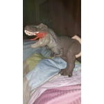 Image 7 of customer photos