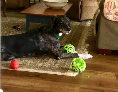 wobble wag giggle ball walmart