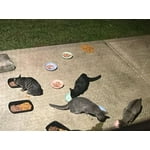 Image 2 of customer photos