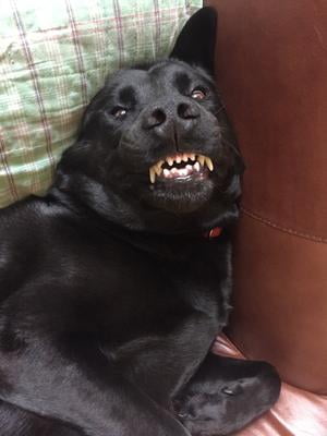 purina one large breed puppy walmart