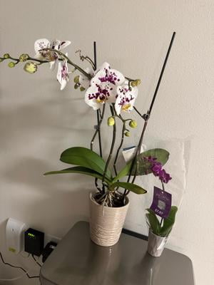 Just Add Ice Live Plant 6-10