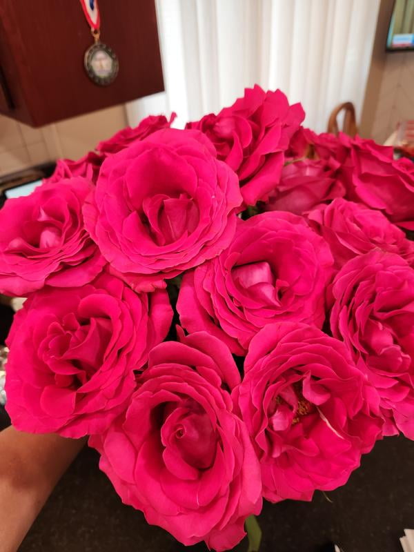 Member's Mark Premium Double Dozen Rose, 24 stems - Samsclub.com