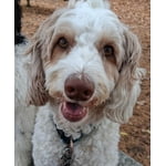 Image 6 of customer photos