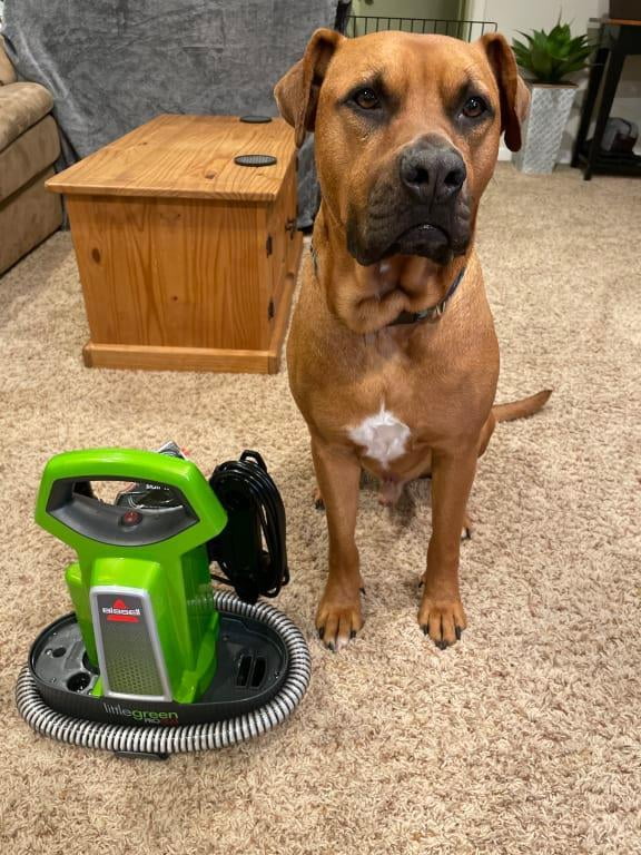 Bissell Little Green ProHeat Portable MultiPurpose Auto Deep