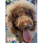 Image 4 of customer photos