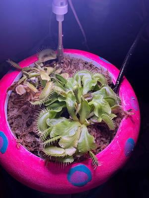 Live Venus Fly Trap in 3