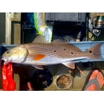 Image 7 of customer photos